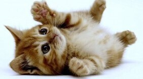 Кота просто так из приюта не отдадут. От диалога с хозяйкой мы были в шоке...