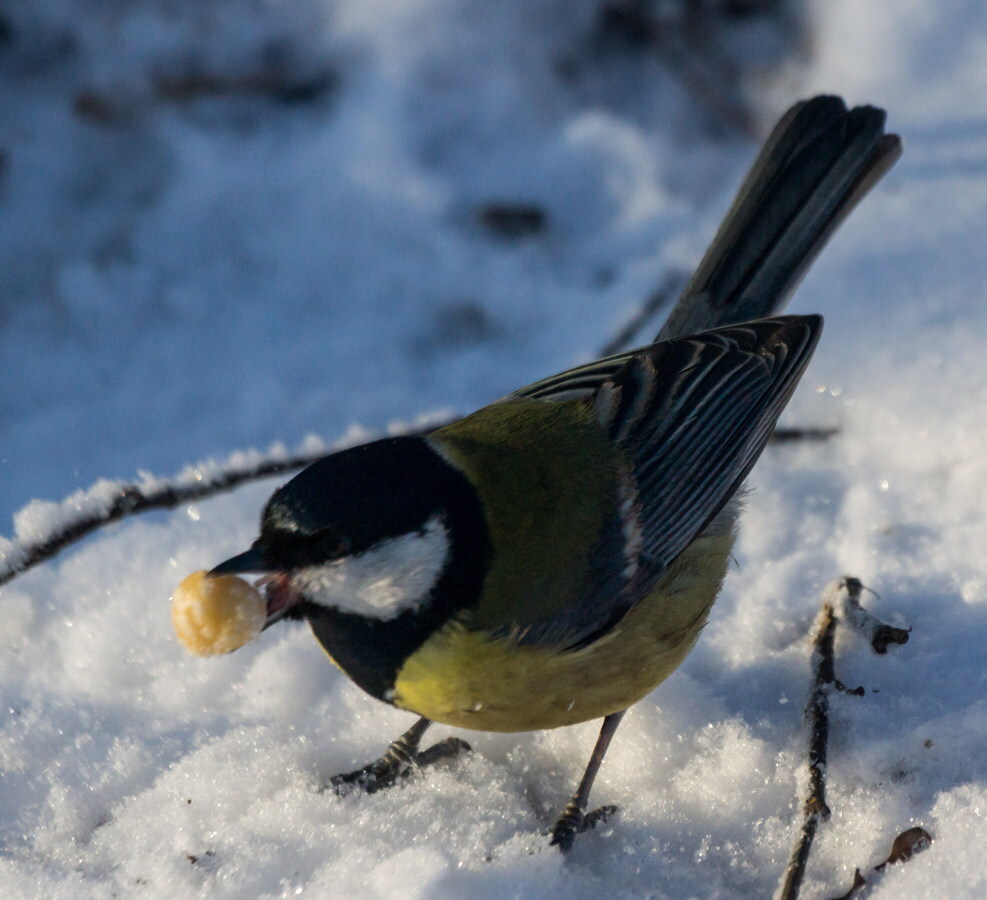12 ноября – Зиновий и Зиновия Синичники. По предложению Союза охраны птиц России отмечается Синичкин день.