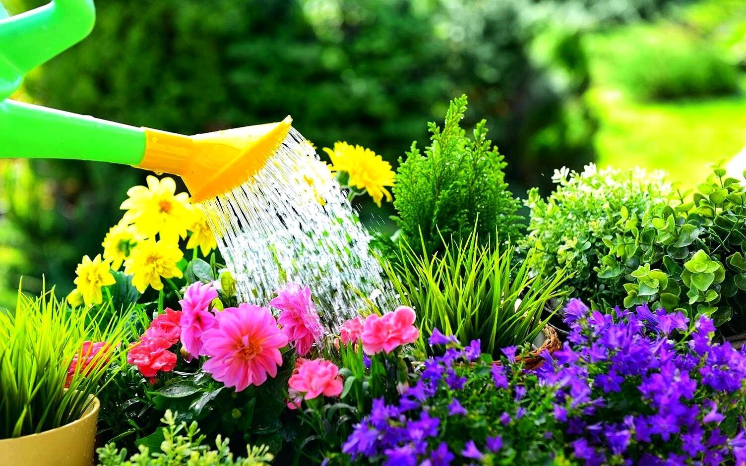 Требование растений к влаге.