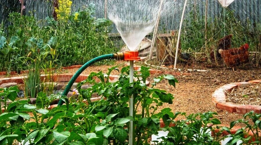 Требование растений к влаге.