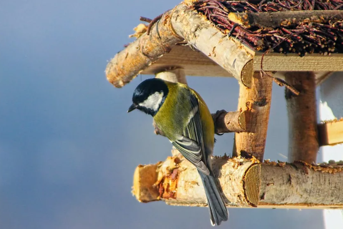 12 ноября – Зиновий и Зиновия Синичники. По предложению Союза охраны птиц России отмечается Синичкин день.