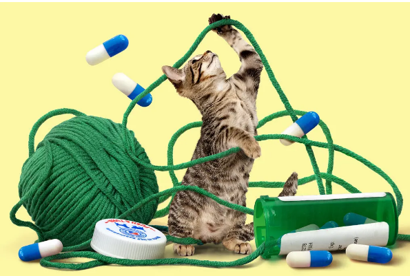 Как справиться с беспокойством вашего питомца