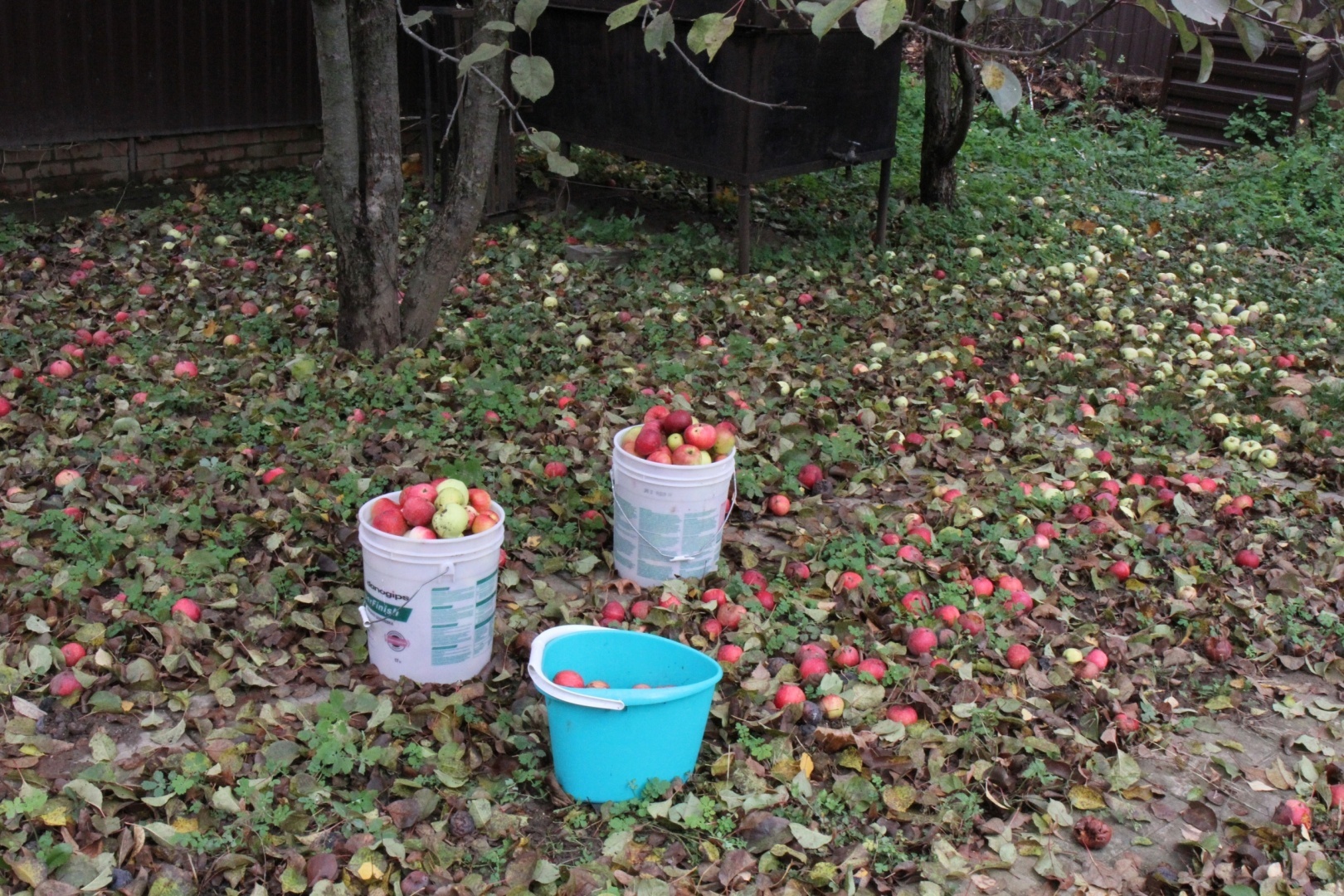 Яблоки в капусте