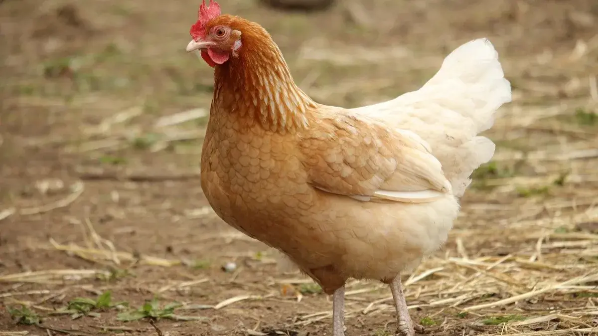 13 ноября праздник святых Спиридона и Никодима: что можно и нельзя делать россиянам? Семь категорических запретов и пять важных дел