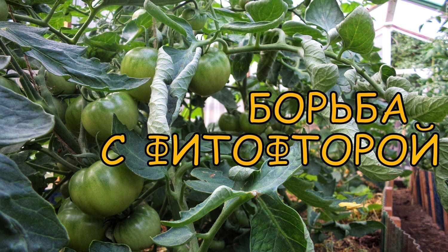 Фитофтора на томатах в теплице