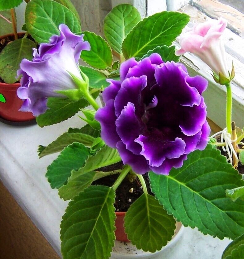 Глоксиния, чудо природы.