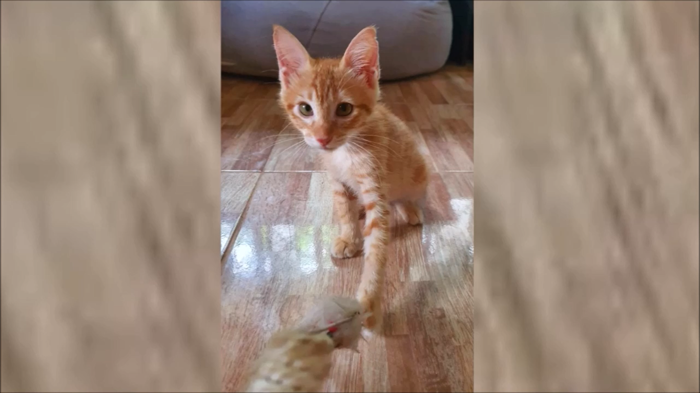 "Бросьте его, ему не жить": спасение котенка, которого сбила машина. До и после