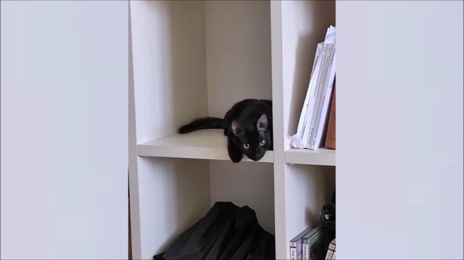 Котенок-задохлик почти не ходил. Случай изменил его жизнь