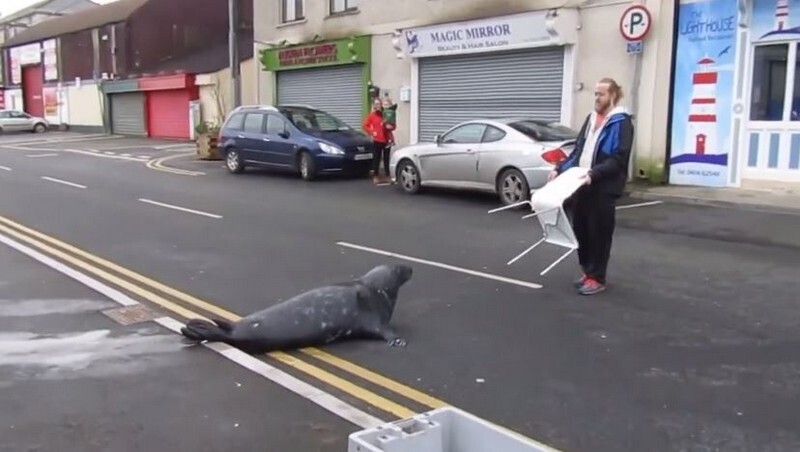 Как Вам идея поужинать в ресторане в компании тюленя?