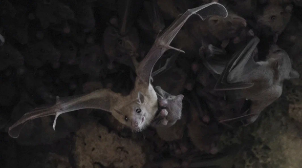 ЗОО мирок. Улетая охотиться мамаши оставляют младенцев в "ясельках"