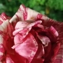 Ирина, г. Ростов-на-Дону