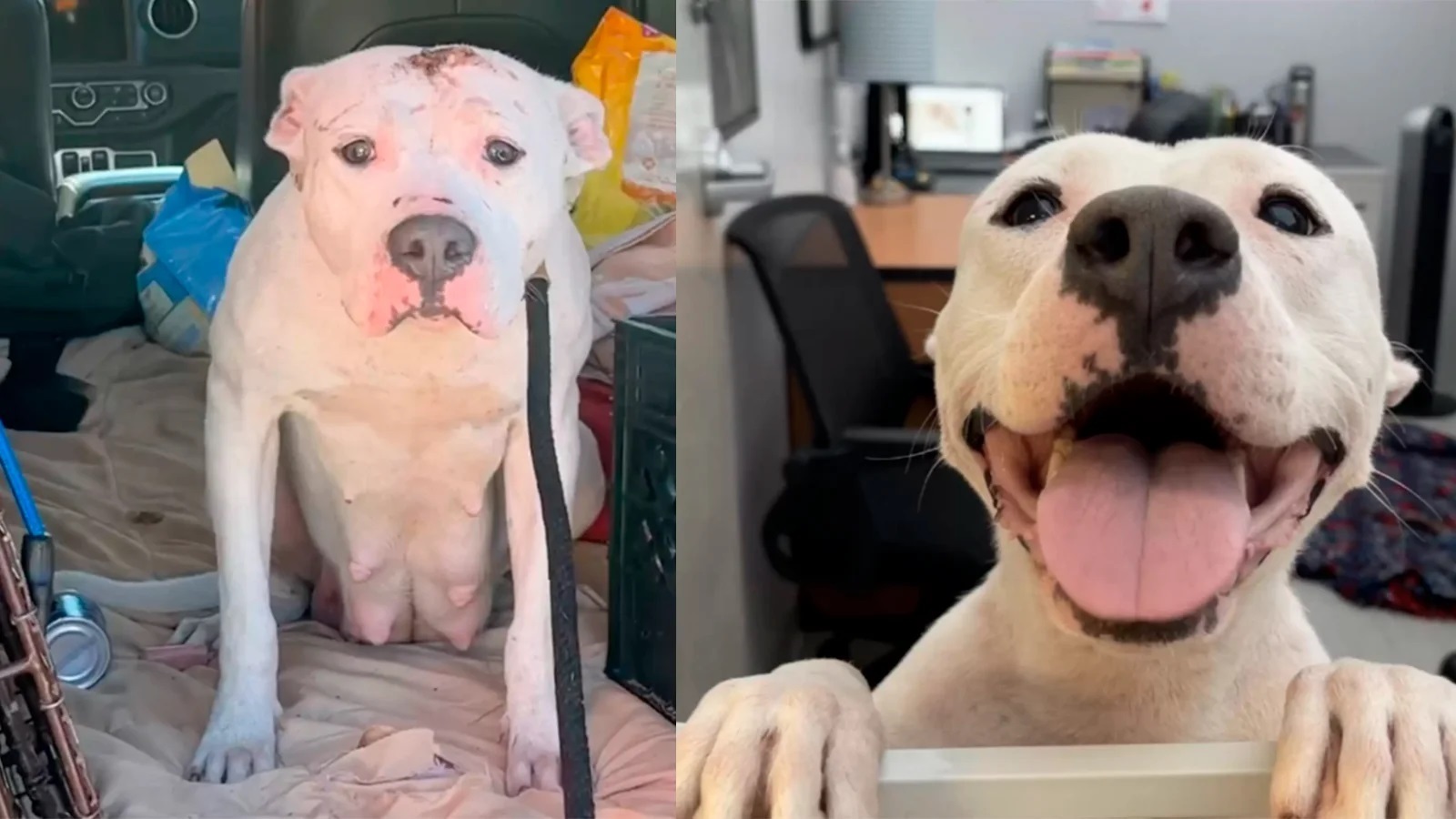 Женщине сообщили о бездомной собаке породы питбуль и ее щенках в старом диване. Было страшно выезжать на вызов