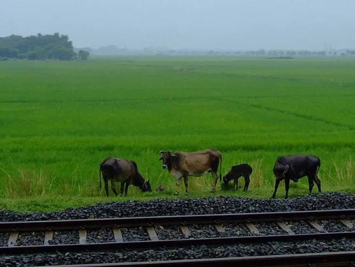 В США арестовали старушку, которая неправильно ела курицу: эти законы в Америке просто не укладываются в нормальной голове