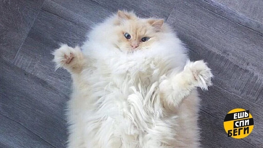 Руководство для кошек по обучению своих хозяев правилам охоты ( ликбез, урок №2)