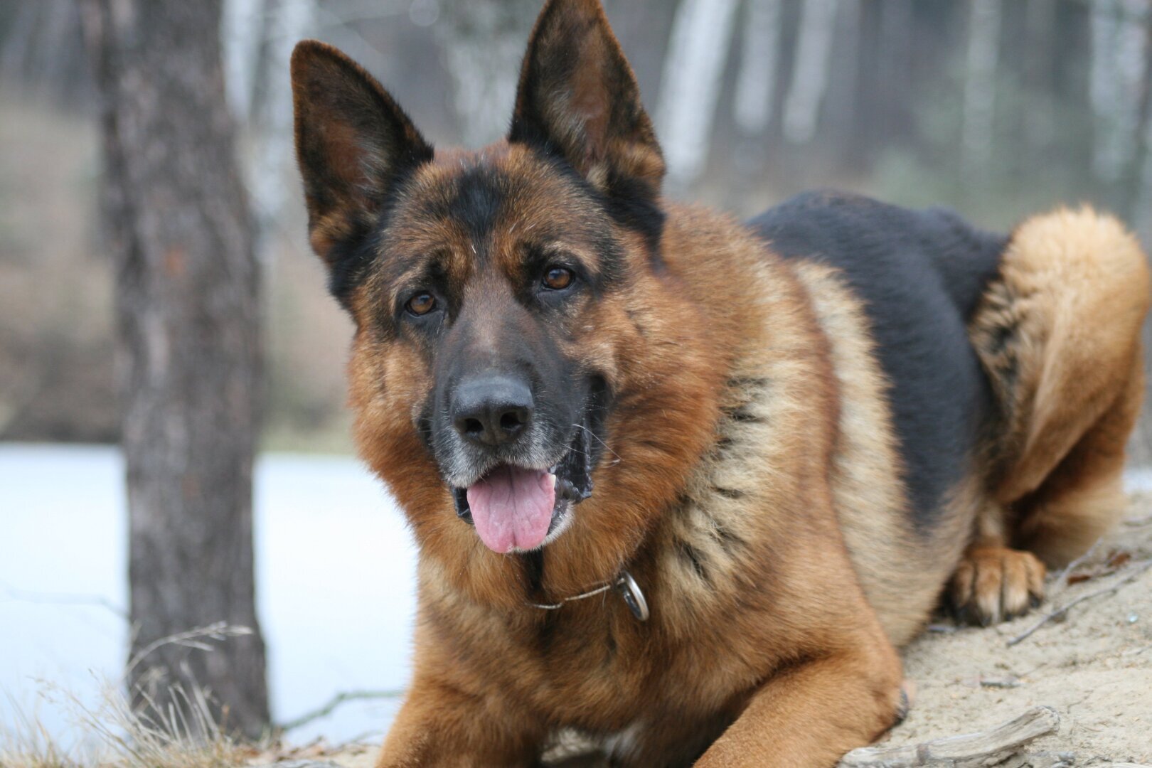 Штраф до 200 000 руб. за злую собаку заплатит хозяин... Новые штрафы для владельцев собак в 2023 году