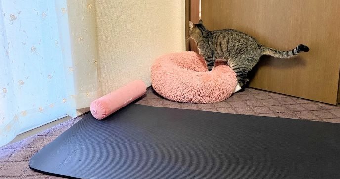 Вы согласитесь: онлайн йога дома с кошками - отличный способ расслабиться, но как это сделать?