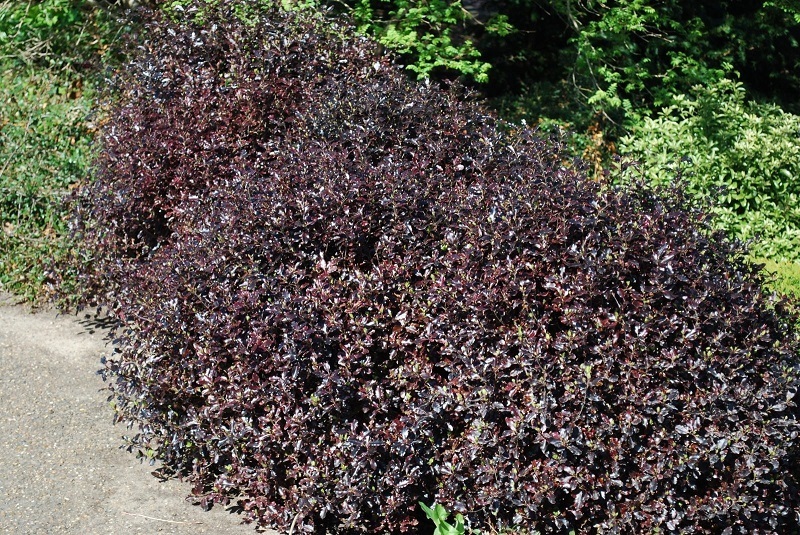 Лучшие растения для невысоких живых изгородей