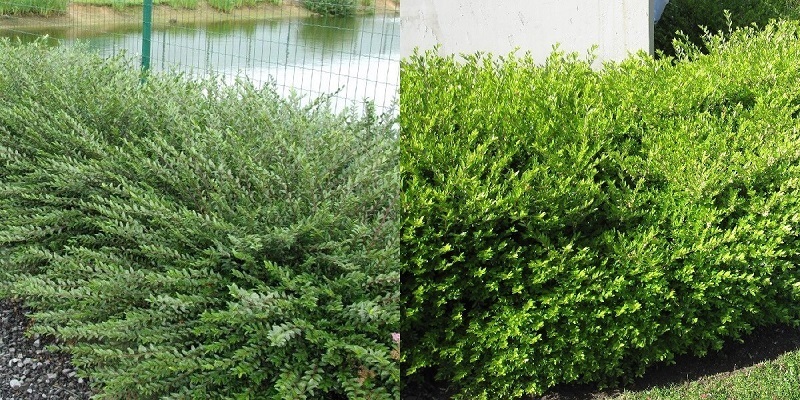 Лучшие растения для невысоких живых изгородей