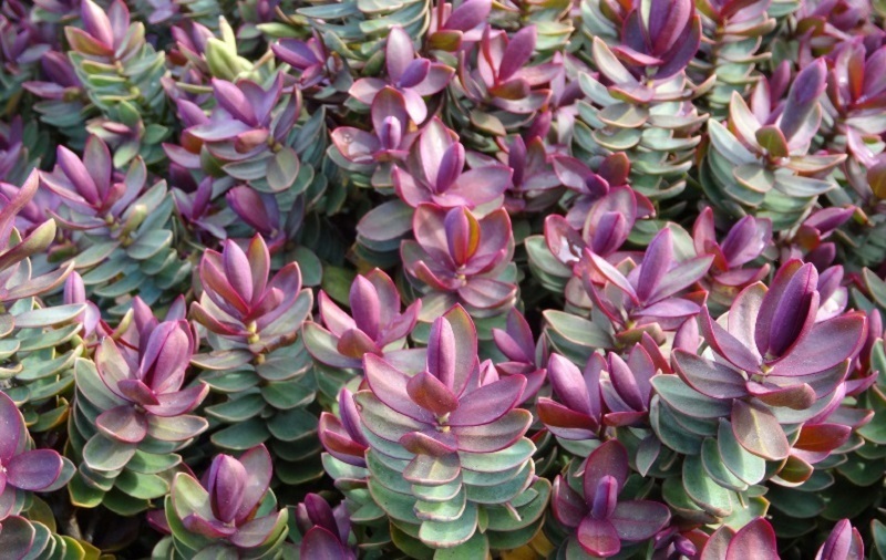 Лучшие растения для невысоких живых изгородей