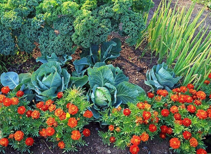 Чем уплотнять посевы овощных культур.