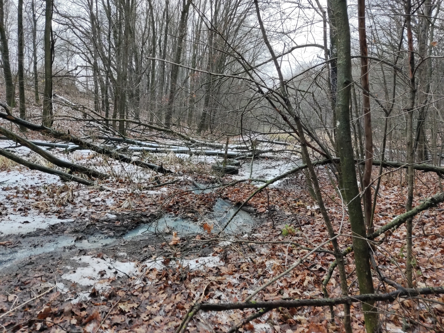 Канализационный ручеёк или Ясеновая от слова "Ясень"?...