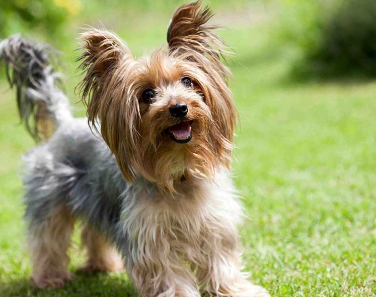 Лучшие породы собак для пожилых людей, чтобы легко содержать собаку, и характеристики каждой собаки!