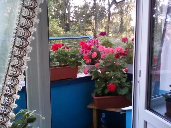 Чем подкормить цветы, чтобы они цвели круглый год? Проверенный годами мамин рецепт. Много фото