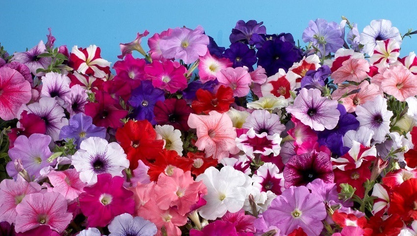 14 Невероятных однолетников для контейнеров