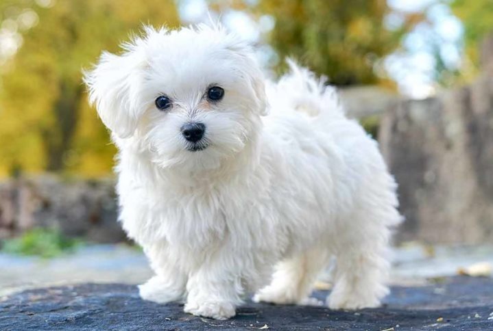 Лучшие породы собак для пожилых людей, чтобы легко содержать собаку, и характеристики каждой собаки!