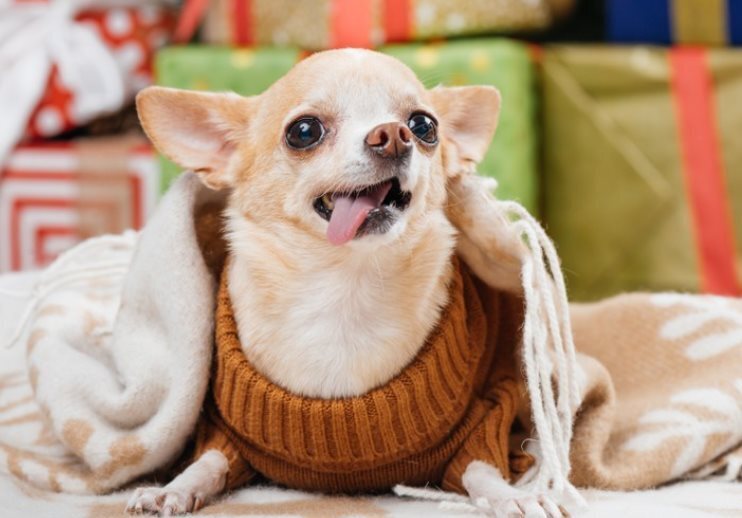 Лучшие породы собак для пожилых людей, чтобы легко содержать собаку, и характеристики каждой собаки!