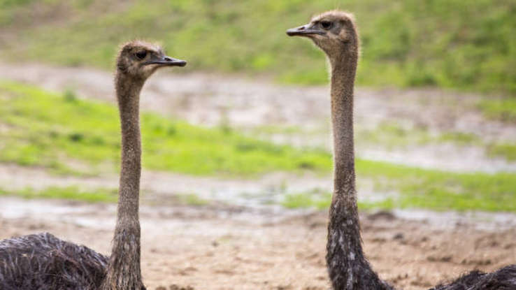 Пять ложных мифов, в которых вы были убеждены, что они правдивы!