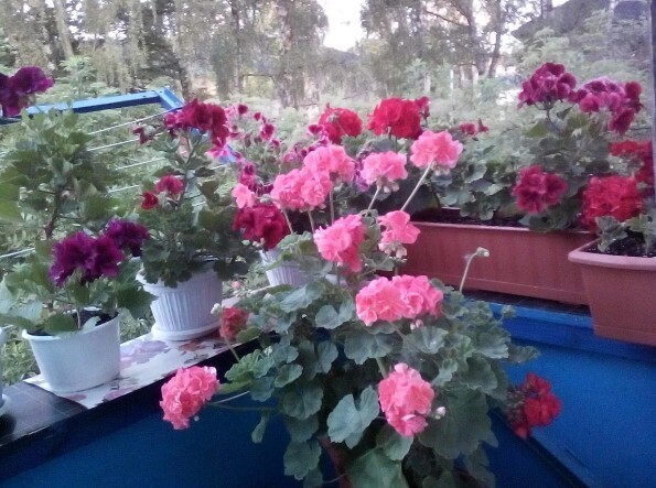 Чем подкормить цветы, чтобы они цвели круглый год? Проверенный годами мамин рецепт. Много фото