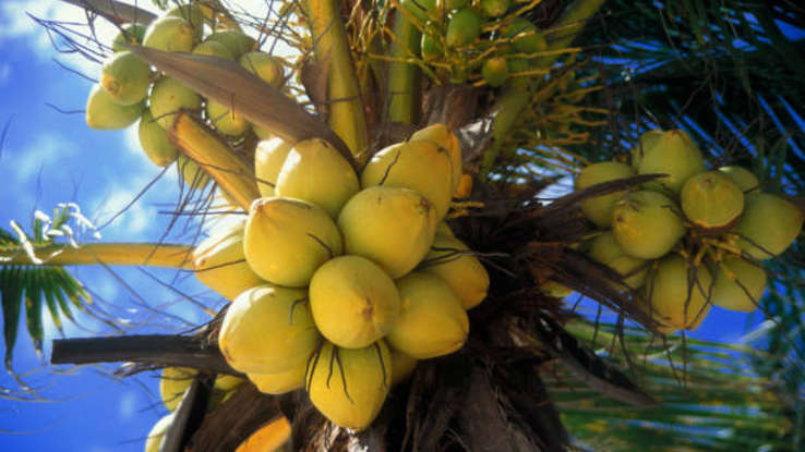 Пять ложных мифов, в которых вы были убеждены, что они правдивы!