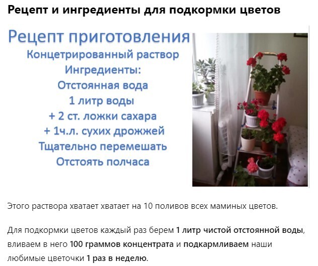 Чем подкормить цветы, чтобы они цвели круглый год? Проверенный годами мамин рецепт. Много фото