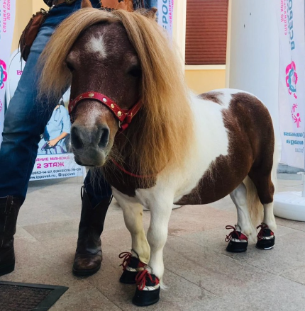 Наши гнедые на соревнованиях для людей с ограниченными возможностями