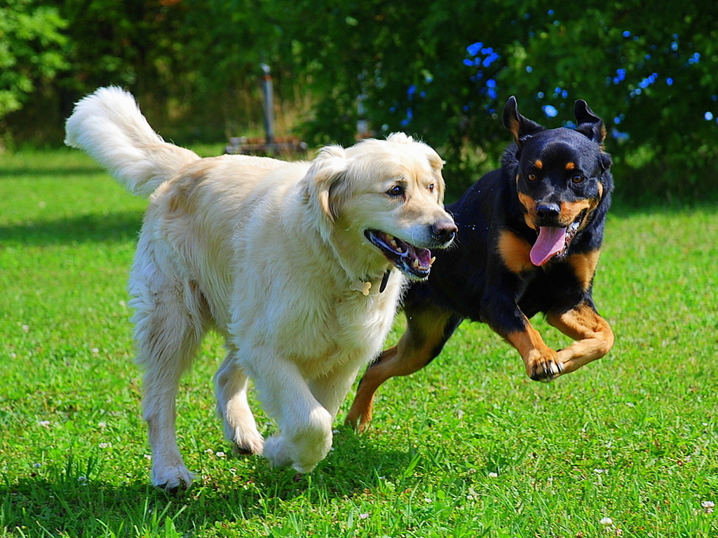 Животное ищет дом. Что вы должны знать, прежде чем отдавать питомца в «добрые руки».