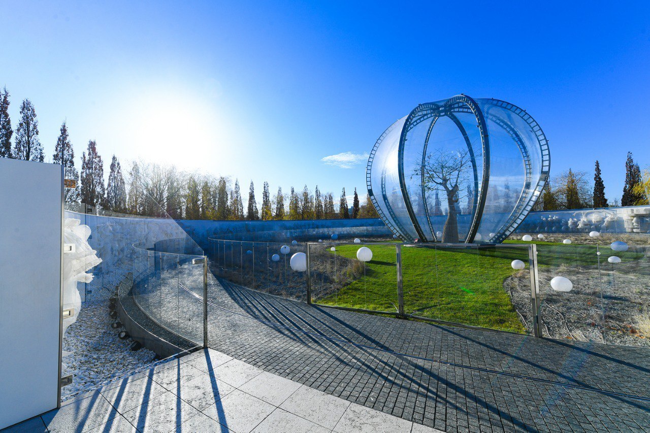 Бутылочное дерево в парке Галицкого расцвело.Его разместили под прозрачный купол.Спешите увидеть это великолепие!