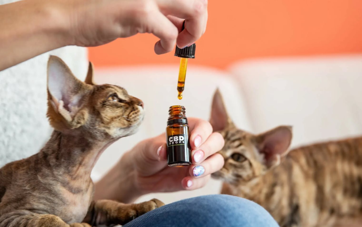 Какие эфирные масла токсичны для домашних животных?