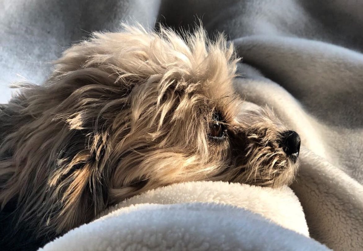 Тревога разлуки у собак, когда хозяин покидает дом.