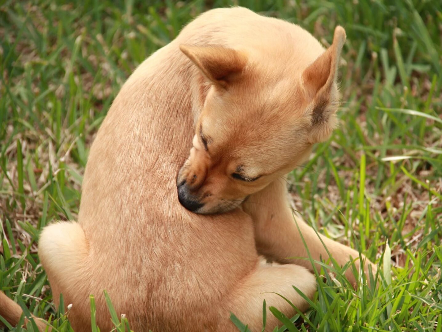 Лечение и профилактика собак от блох