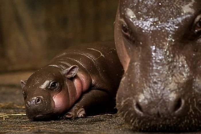 Даже внимательно рассмотрев фотографии, не каждый сможет понять, детёныши каких животных запечатлены на снимках
