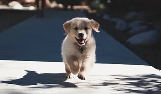 Воспитание щенка. Что нужно знать по вопросам ухода, кормления и здоровья щенка