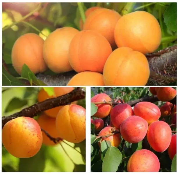 Зимостойкие сорта абрикосов🍑
