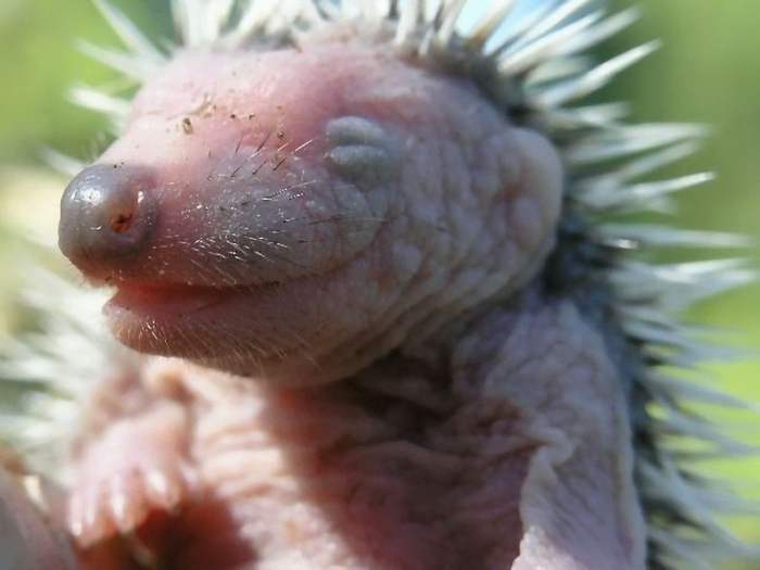 Даже внимательно рассмотрев фотографии, не каждый сможет понять, детёныши каких животных запечатлены на снимках