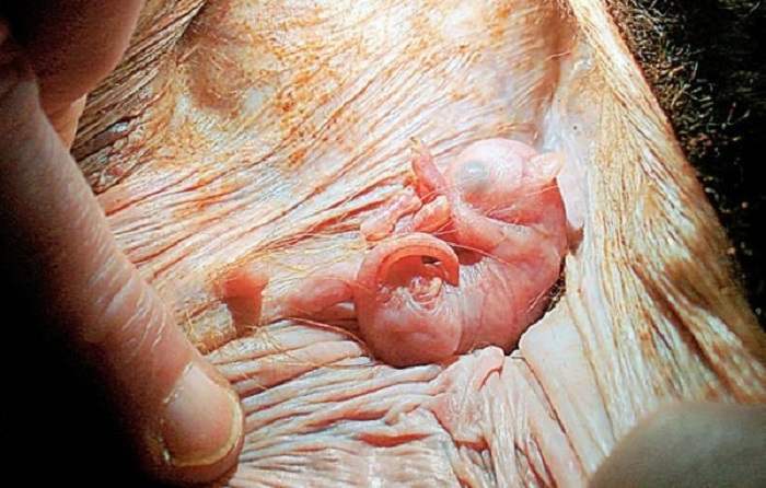 Даже внимательно рассмотрев фотографии, не каждый сможет понять, детёныши каких животных запечатлены на снимках