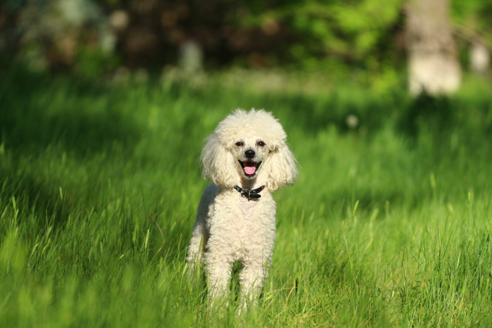 Какие собаки считаются самыми умными? Вы только посмотрите на эту милоту! За хорошим настроением – сюда!