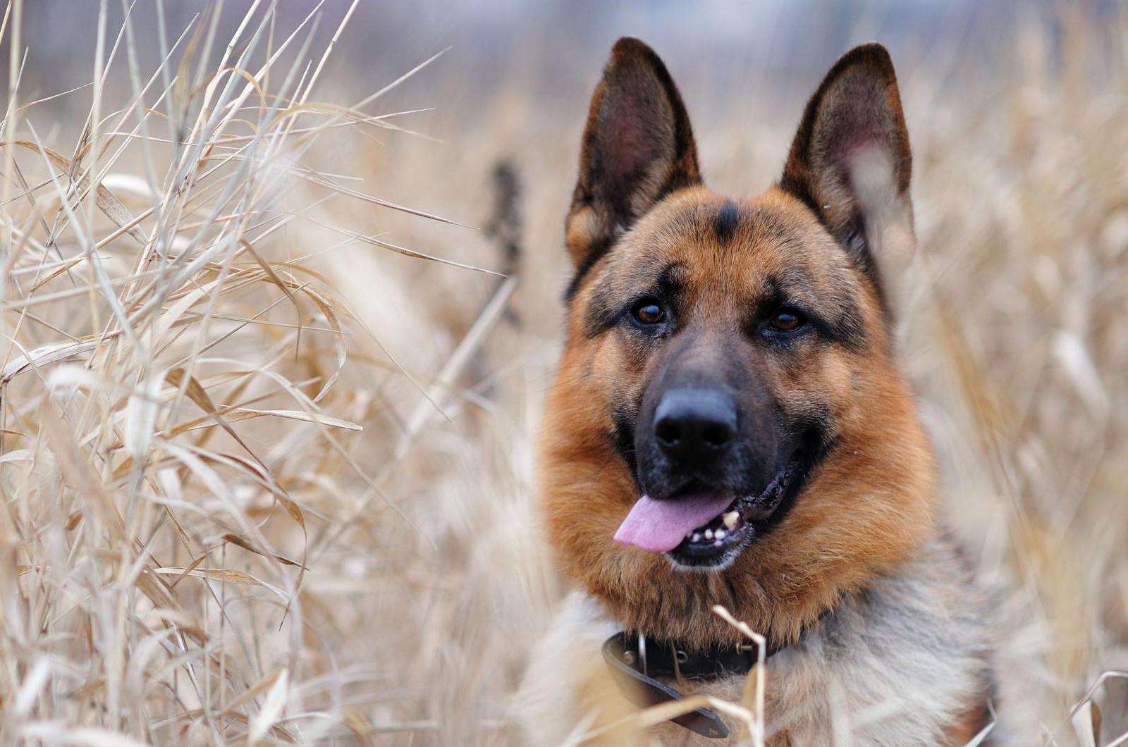 Как понять, что говорит собака?