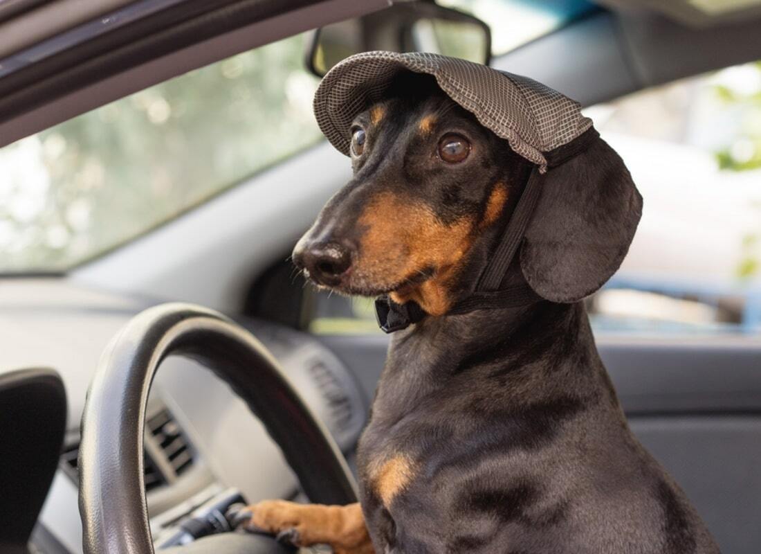 Воспитание собаки