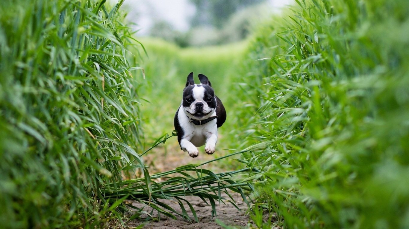Воспитание собаки