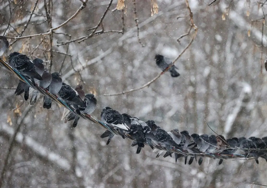 Аномальные холода долго продержатся в Москве до 8 декабря 2022